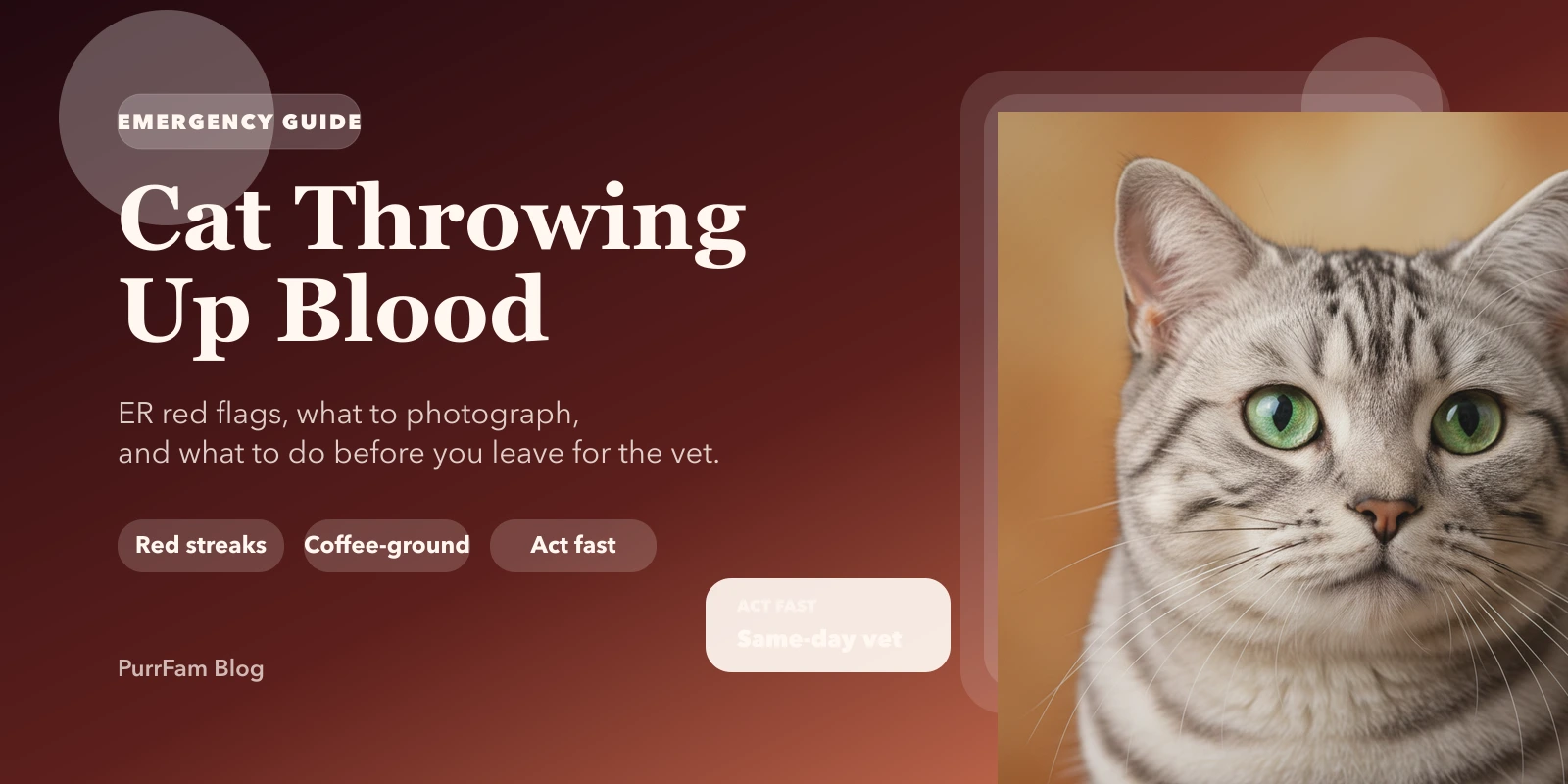Cat Throwing Up Blood: Causes, Emergency Signs & What to Do